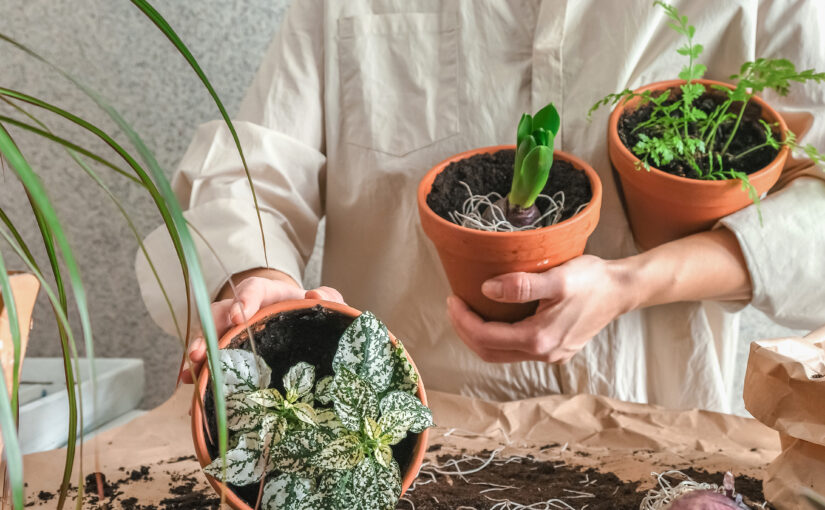 From One Home to Another: Ensuring Your Plants Survive the Move – Expert Tips for Stress-Free Plant Relocation
